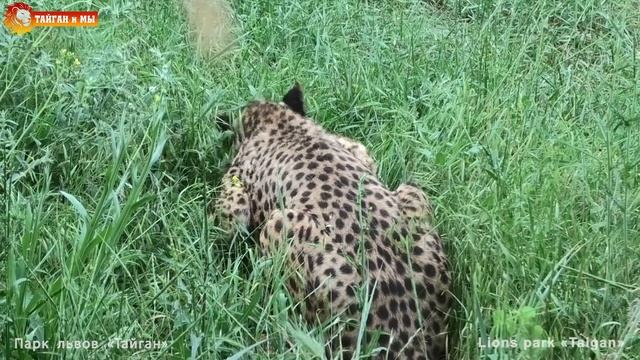 Такие разные хищные кошки Тайгана. Июньские зарисовки. Such Different Predatory Cats Of Taigan.