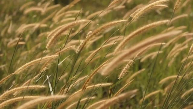 Soin d'abondance pour libérer les mémoires de manque смотреть онлайн