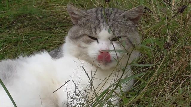 кот Саймон отдыхаэт без задних ног смотреть онлайн