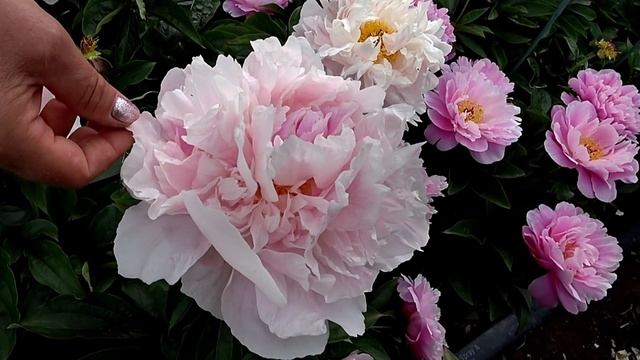 Пион Orchid Anne. Май 2018 смотреть онлайн