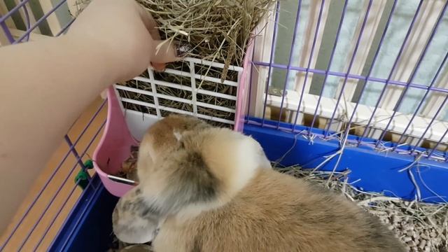 ПОДАРОК НА НОВЫЙ ГОД ДЛЯ КРОЛИКА Кот Макс попросил у деда мороза подарок смотреть онлайн