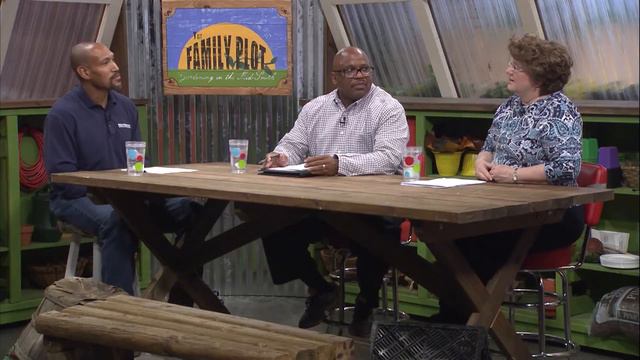 Q&A – Will crape myrtle foliage come back after frost? смотреть онлайн