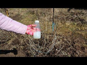 Первая самая важная обработка смородины малины крыжовника в апреле от болезней и вредителей!