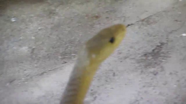 Nairobi Snake Park, Kenya, black mamba, Змеиный парк в Найроби, Кения , черная мамба. 16+ смотреть онлайн