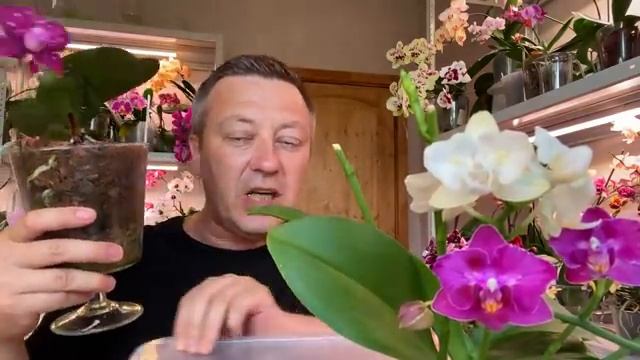 полив ОРХИДЕЙ чем и как в ЗАКРЫТОЙ ПОСАДКИ орхидей смотреть онлайн