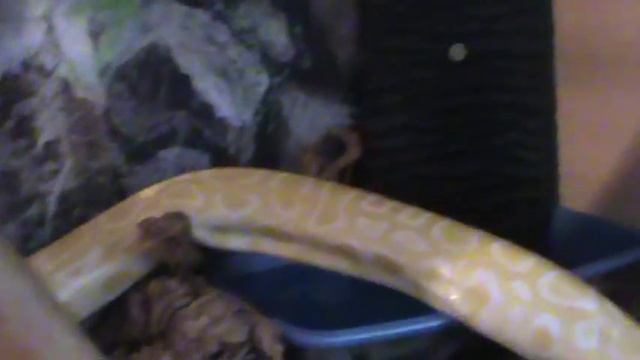10ft Burmese Python Vivarium/Cage смотреть онлайн