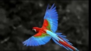 Топ 10 самых красивых животных мира.  10 most beautiful animals in the world.