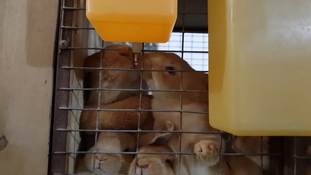 Значение питьевой воды в рационе кролика / Смотрим урочище Пороги смотреть онлайн