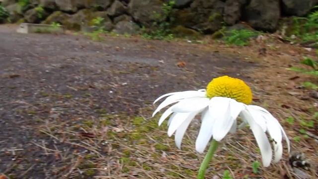 Canon PowerShot SX210 IS, BIODIC (Biodiversity Information Centre JAPAN) смотреть онлайн