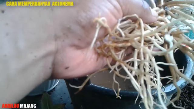 CARA MEMPERBANYAK AGLONEMA DENGAN PISAH ANAKAN (MUDAH & PRAKTIS) смотреть онлайн