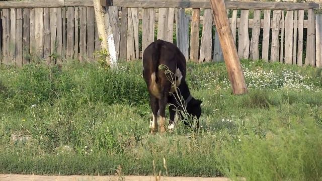 Бык или не бык. №1 смотреть онлайн