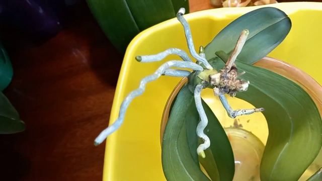 ❗СПАСАЕМ ОРХИДЕЮ!?ПОЧЕМУ ВЯНУТ ЛИСТЬЯ ОРХИДЕИ И ТЕРЯЮТ ТУРГОР? #орхидеиспасаем #вянуторхидеи смотреть онлайн