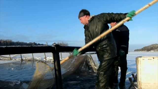 Разведение форели. Сдаем рыбу. смотреть онлайн