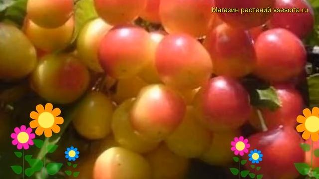 Черешня Наслаждение. Краткий обзор, описание характеристик prunus avium Naslazhdenie смотреть онлайн