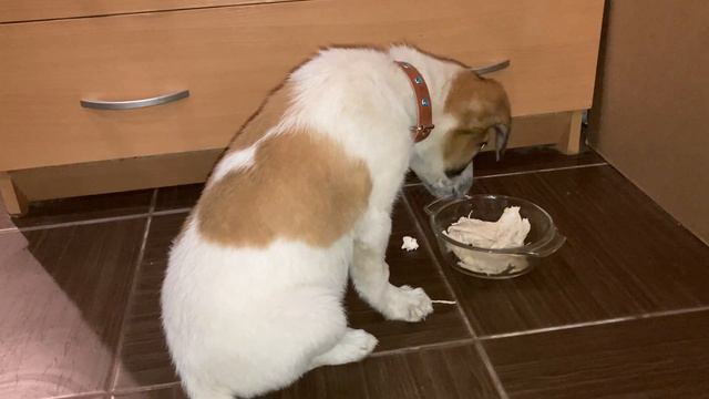 Кура кого хочешь на ноги поставит! смотреть онлайн