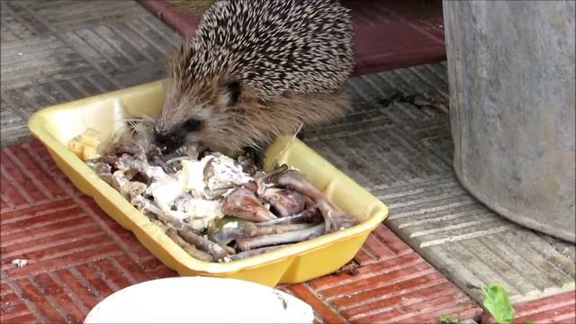 Ежик в саду купается в еде. смотреть онлайн