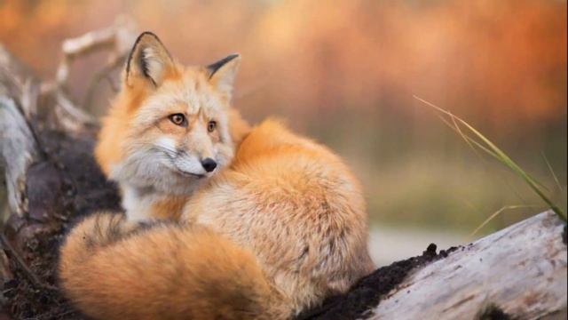 Цикл стихотворений об осени "Осеннее настроение" Марина Сергачева. Литературное объединение "Вазуза смотреть онлайн