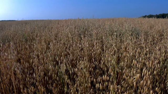 Колосья Овса, растущих на поле - ТАЙМЛАПС смотреть онлайн