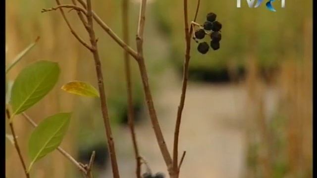 Prezentare Aronia melanocarpa nero in emisiunea In gradina Danei TVR1 смотреть онлайн