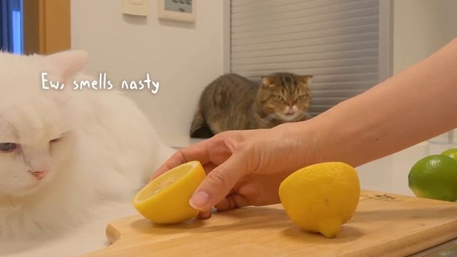 I Found LuLu’s Worst Enemy! | Kittisaurus