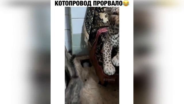 ? ЛУЧШИЕ ПРИКОЛЫ ДЕКАБРЬ 2021 | Я РЖАЛ ДО СЛЕЗ | Выпуск №243 смотреть онлайн