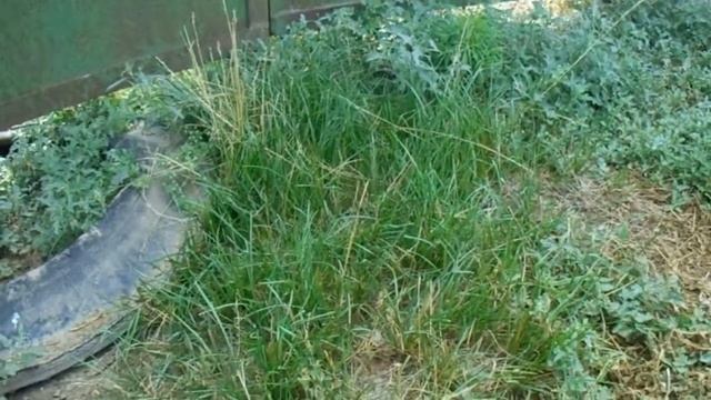 Дикий "Мятлик" смотреть онлайн