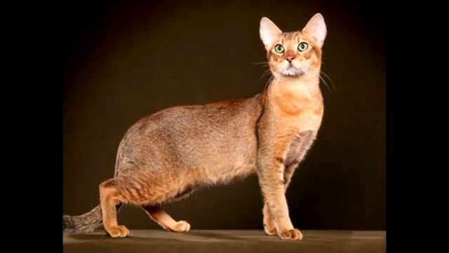 Кошка и собака!!!!10 самых дорогих пород смотреть онлайн