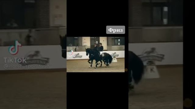 самая дорогая порода лошадей