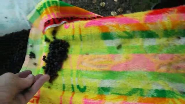 Как очистить Чернику от листьев иголок и дрогого мусора смотреть онлайн