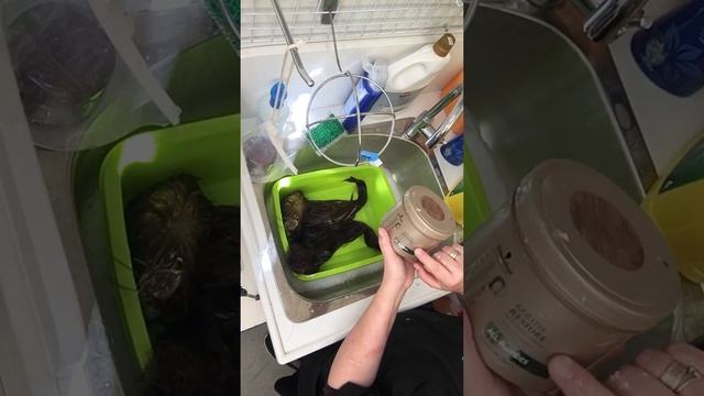 Как правильно мыть парик/системы замещения волос смотреть онлайн