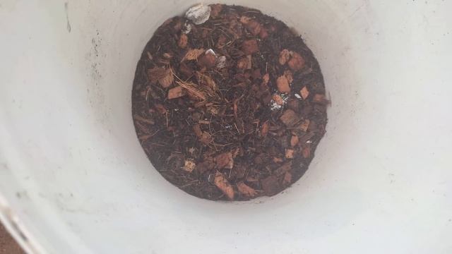 COLOQUE 1 CASCA NAS ORQUÍDEAS E VEJA A INCRÍVEL BROTAÇÃO NASCER смотреть онлайн