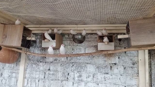 Java Sparrow Breeding Tips | How To Get Maximum Breed From Java Sparrow | Java Finch смотреть онлайн