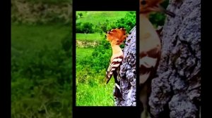 Голос птицы Удод. Звуки природы