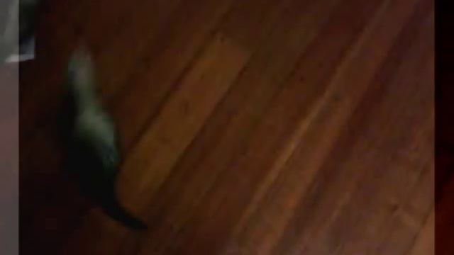 Хорьки, Клуб любителей хорьков, Смешные хорьки, Ferrets in Australia смотреть онлайн