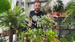 Эпипремнумы: кто они?