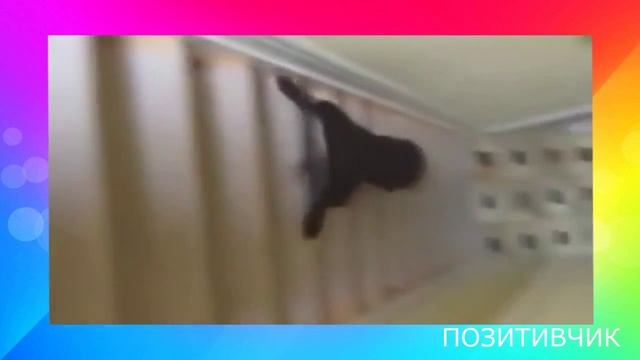 ПРИКОЛ СОБАКА ЗАМОЛОТНО СПУСКАЕТСЯ С ЛЕСТНИЦЫ смотреть онлайн