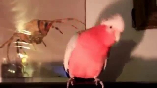 Танец попугая. смотреть онлайн