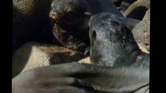 БУКТРЕЙЛЕР. Книга Ю. Дмитриева "Здравствуй, белка! Как живёшь, крокодил?" смотреть онлайн