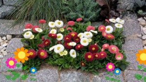 Маргаритка многолетняя. Краткий обзор, описание характеристик, где купить саженцы