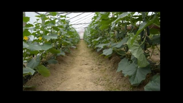 Как ВЫРАСТИТЬ хороший урожай огурцов и неплохо ЗАРАБОТАТЬ. смотреть онлайн