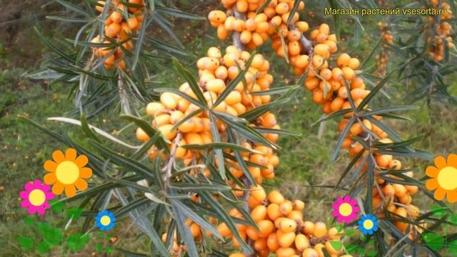 Облепиха крушиновидная Херго. Краткий обзор, описание характеристик нippophae rhamnoides Hergo смотреть онлайн