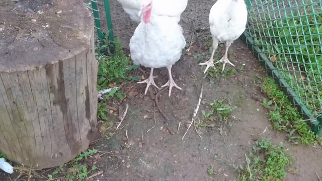 Индюки смотреть онлайн