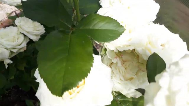 Экскурсия по розарию в овощной теплице . смотреть онлайн