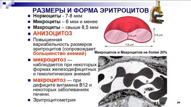 8:00 Гистология Кровь смотреть онлайн