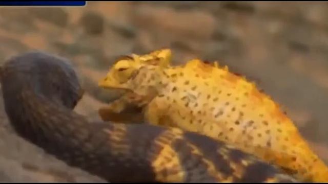 Snake Vs Chameleon Змея и хамелеон смотреть онлайн