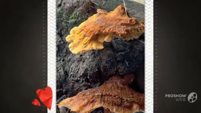 Heteroporus - fungi kingdom смотреть онлайн