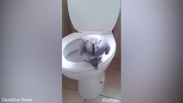 Попугай ходит в туалет смотреть онлайн