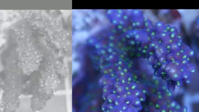 Aquaforest @ Mc Reef AquaDom Malta Info 9988 2958 HQ смотреть онлайн