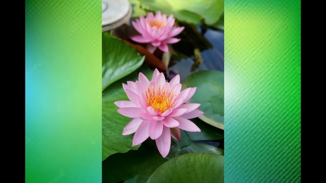 Prana Apana Sushumna Hari Mantra ENERGIA VITAL REVITALIZAÇÃO