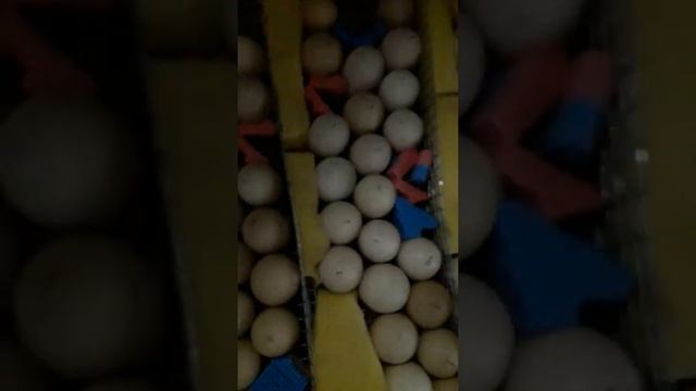 Инкубации куриных яиц 14 -й день смотреть онлайн